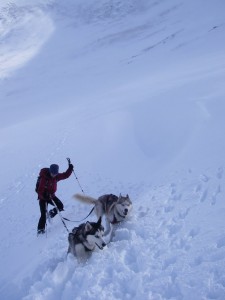 Happy Huskies!