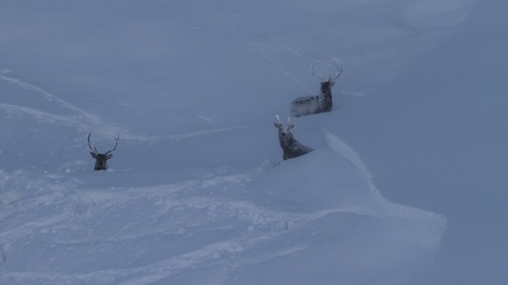 Stags finding shelter. Note the crownwall. Often there are avalanches here, probably caused by the deer.
