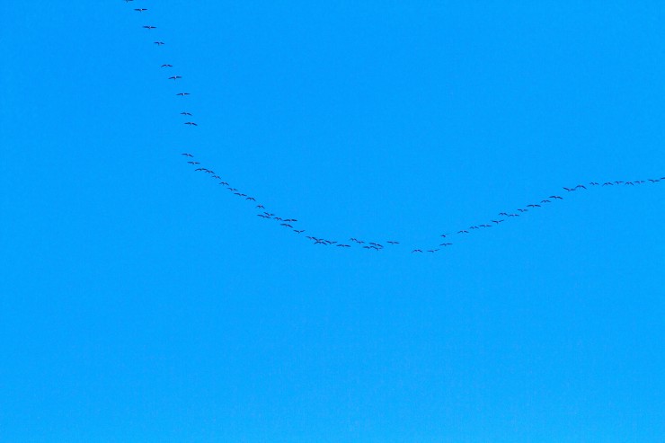 Geese heading North.