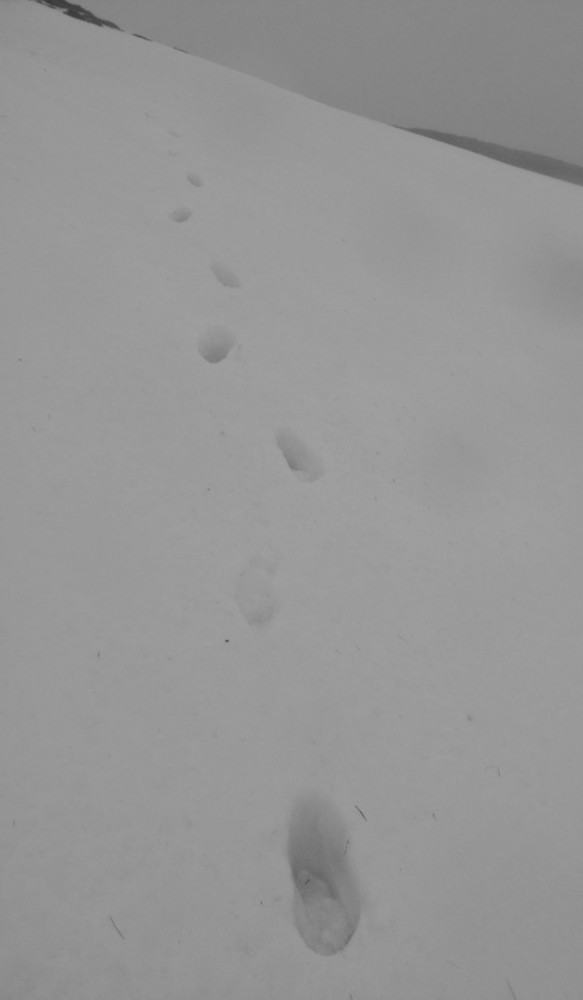 'Footprints in the snow' shot- sadly wet snow not new.