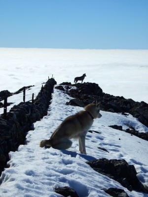 Too hot for huskies!