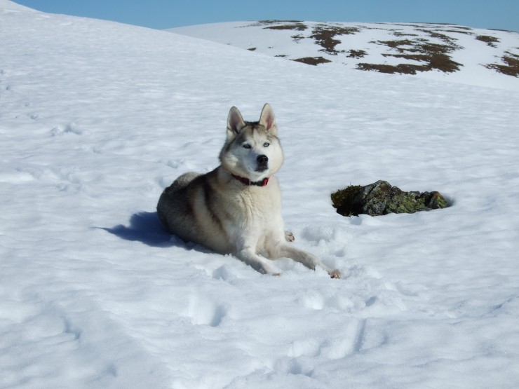 Siberian husky Yukon, basking in bright sunshine