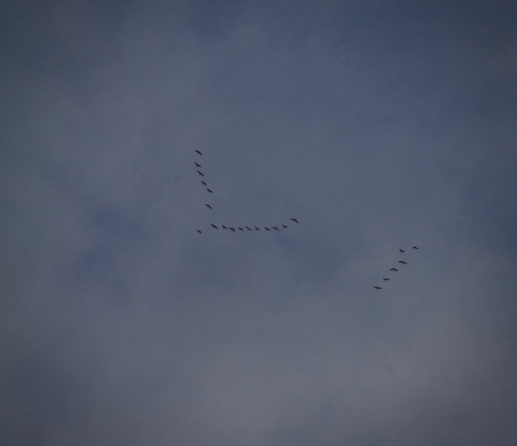 Geese coming back.