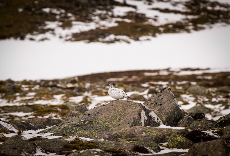 Ptarmigans changing colour too.